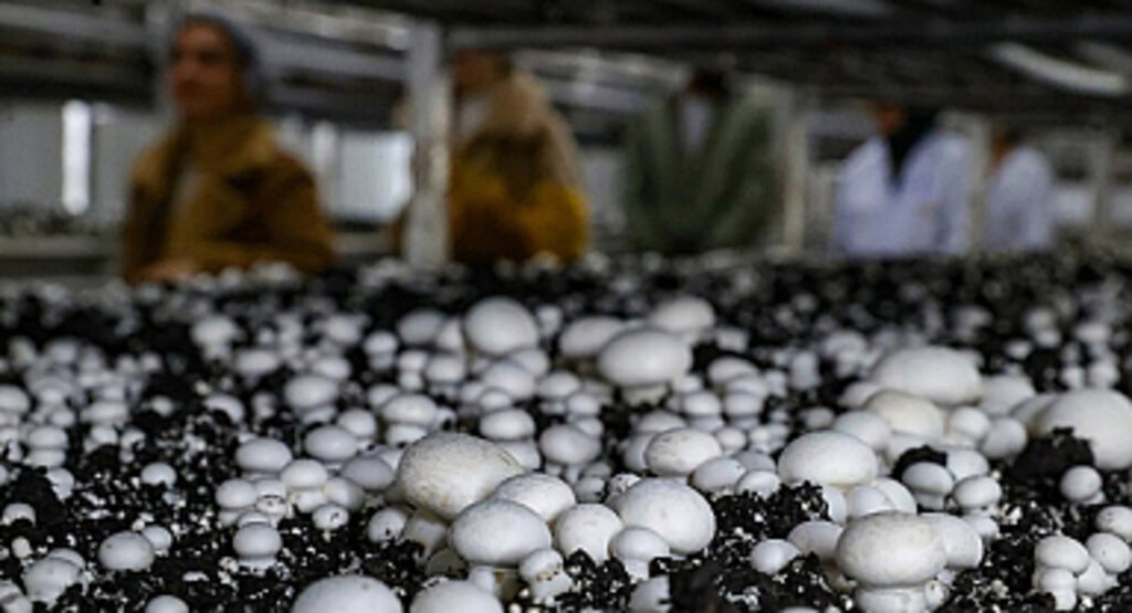 Üreticilere Yeni Destek Başladı: Tarımsal Kredilere Yönelik Esaslar Belirlendi