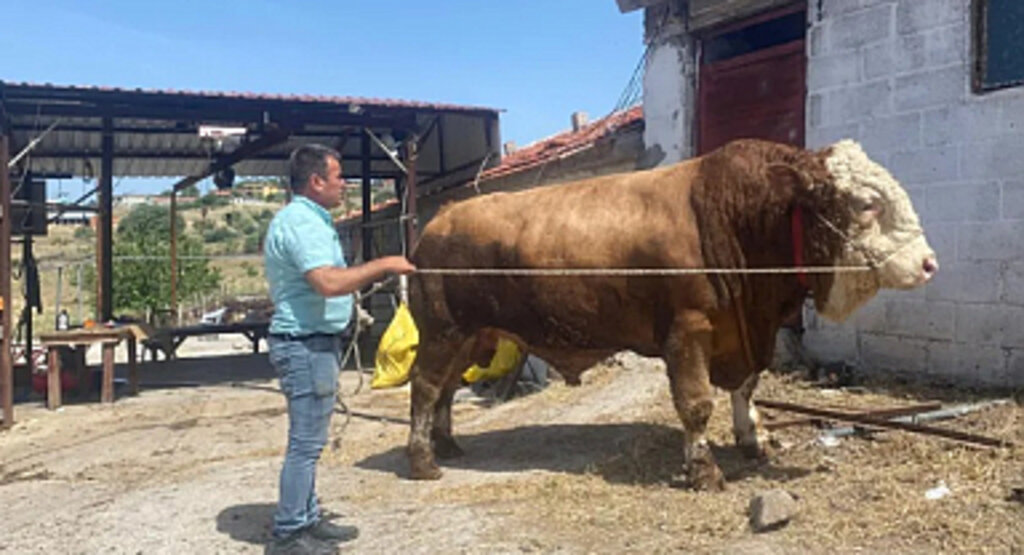 1,7 Tonluk Devasa Boğa Satışta