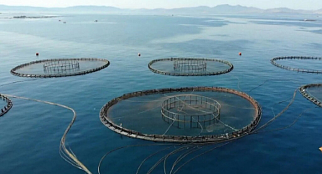 Türkiye'de Su Ürünleri Üretimi %18,6 Arttı