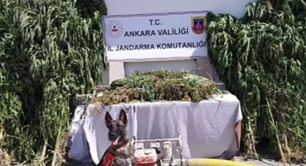 Milyonlarca Kök Kenevir ve Yüzlerce Kilogram Uyuşturucu Ele Geçirildi
