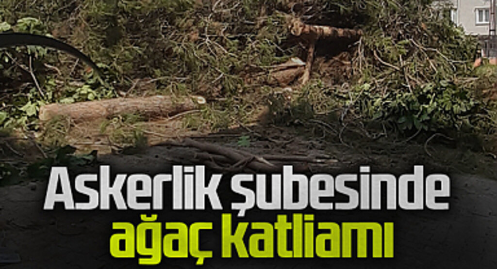 Samsun Çarşamba Askerlik Şubesi'nin Bahçesinde Ağaç Katliamı