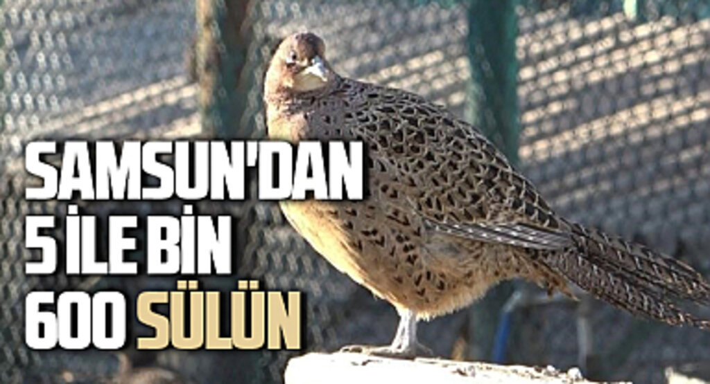 Samsun'dan 5 İle Bin 600 Sülün