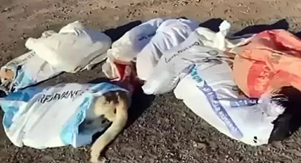 Çuvallarda Ölü Köpekler Bulundu: 4 Kişi Gözaltında