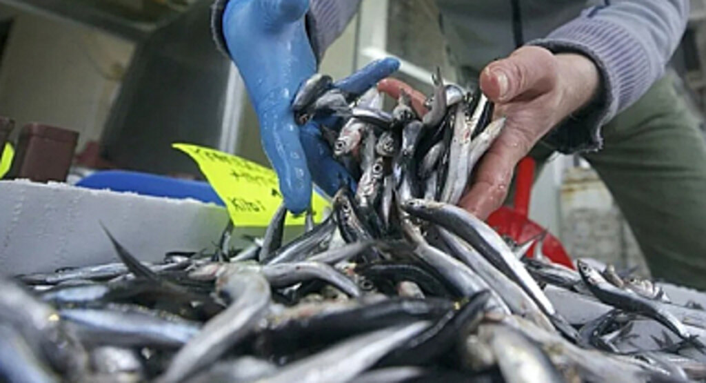 Hamsinin Avlanma Kotası Belirlendi