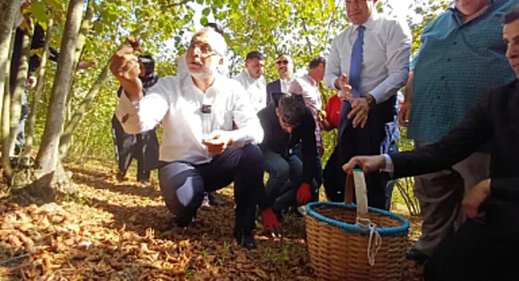 Çalışma Bakanı Işıkhan, Düzce'de Fındık Topladı