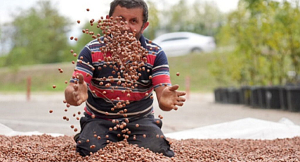 Fındık Üreticileri Mikro İşletmelere Dönüşerek Ürünlerine Değer Katıyor