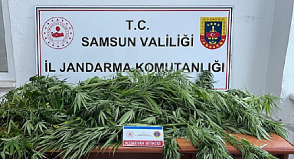 Samsun'da Fındık Bahçesine Kenevir Eken Şüpheli Yakalandı