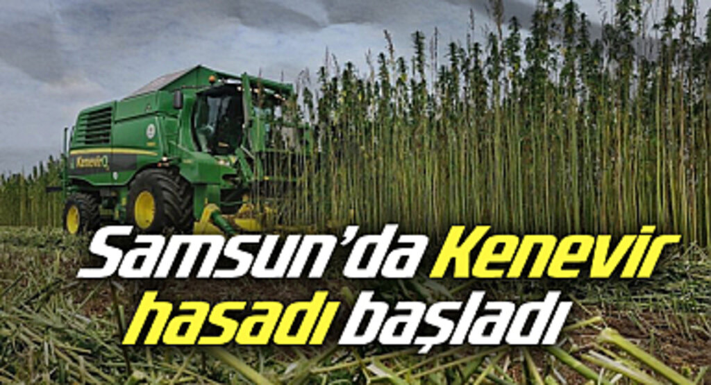 Samsun'da Kenevir Hasadı Hızla Devam Ediyor