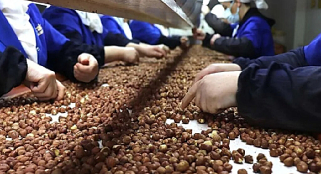 Türkiye’nin Hedefi: Yeni Sezonda 300 Bin Tonun Üzerinde Fındık İhracatı