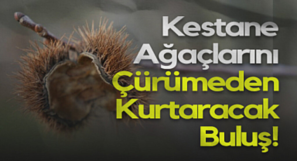 Kestane Ağaçlarını Çürümeden Kurtaracak Buluş!