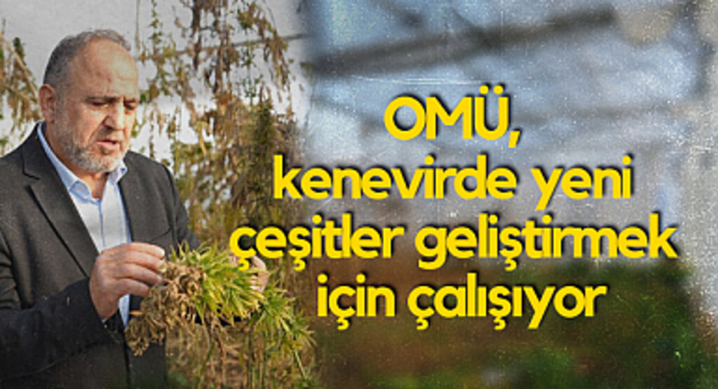 OMÜ, Kenevirde Yeni Çeşitler Geliştirmek İçin Çalışıyor