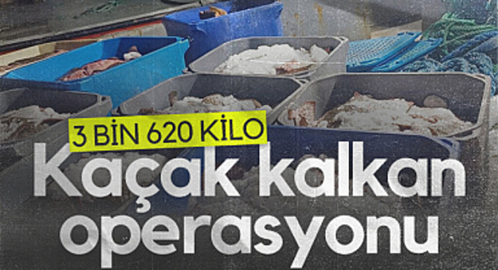 Samsun'da kaçak kalkan operasyonu: 3 bin 620 kilo kaçak avlanan kalkan ele geçirildi...