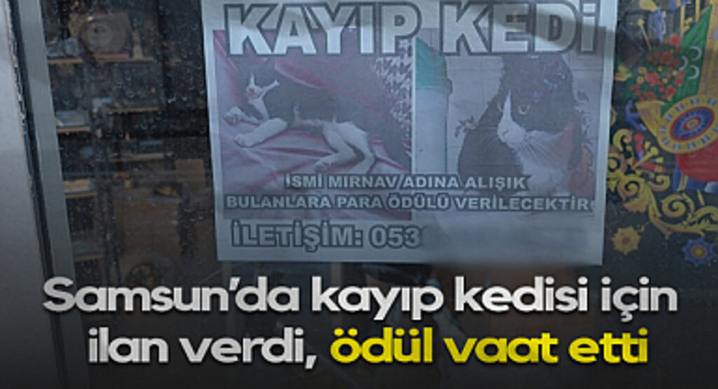 Samsun’da Kayıp Kedisi İçin İlan Verdi, Ödül Vaat Etti