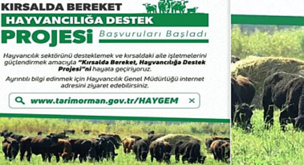 Kırsalda Bereket Projesi Başladı! Hayvancılığa Büyük Destek