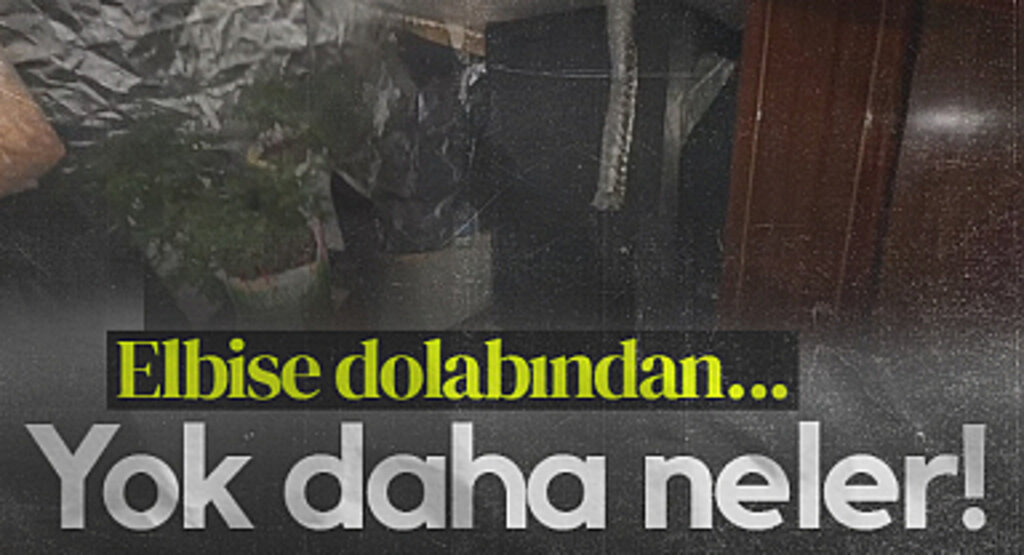 Samsun'da Şoke Eden Uyuşturucu Serası! Elbise Dolabında Kenevir