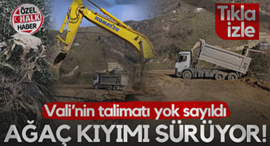 Ayvacık'ta Ağaç Kıyımı Sürüyor! Vali Tavlı'nın Talimatı Yok Sayıldı...