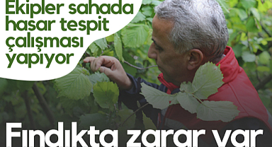 Fındıkta Zarar Var! Samsun'da Ekipler Sahada Hasar Tespit Çalışması Yapıyor...