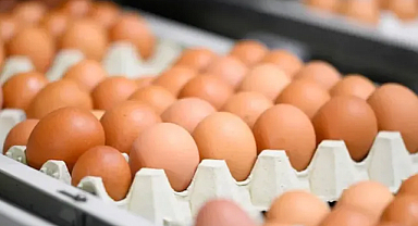 Kahverengi Yumurta Üretimi Sona Mı Eriyor?