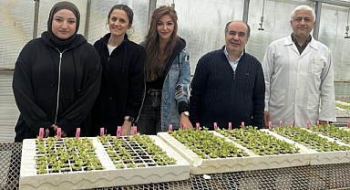 OMÜ’nün Dayanıklı Marul Projesine TÜBİTAK Desteği