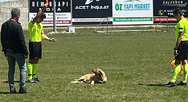 Sahaya Giren Köpeğe Kırmızı Kart Gösterdi