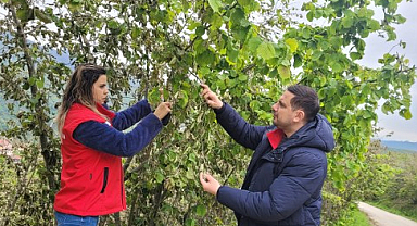 Samsun'da Fındık Bahçelerinde Zirai Don Hasarı İnceleniyor
