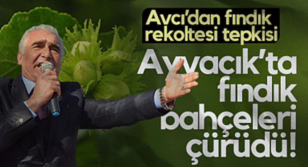 Ayvacık Ziraat Odası Başkanı Erdal Avcı'dan 610 Bin Ton Fındık Rekoltesine Tepki: Ayvacık'ta Fındık Bahçeleri Çürüdü!