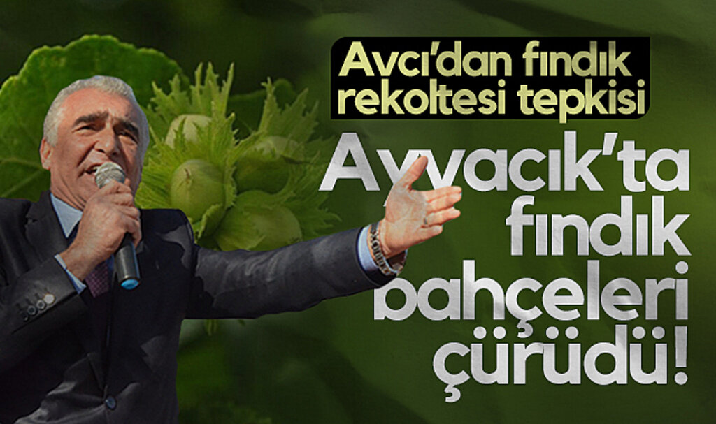 Ayvacık Ziraat Odası Başkanı Erdal Avcı'dan Fındık Rekoltesine Tepki: Ayvacık'ta Fındık Bahçeleri Çürüdü!