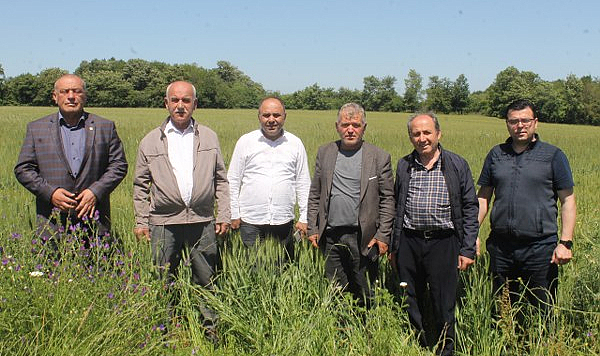 Bafra Ziraat Odası Başkanı Osman Tosuner Arpa ve Buğday Tarlaları İncelendi