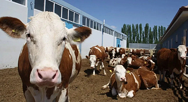 Hayvancılığa Dev Destek: 3,6 Milyar TL Hibe Verilecek