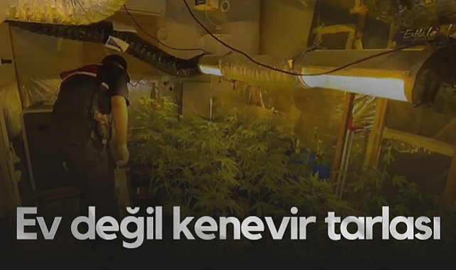 Samsun'da Evini Kenevir Serasına Çevirdi!