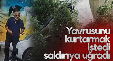 Samsun'da Öfkeli Kargalar Yaşlı Adama Saldırdı
