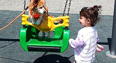 Samsun’da Köpeğin Salıncak Keyfi Gülümsetti