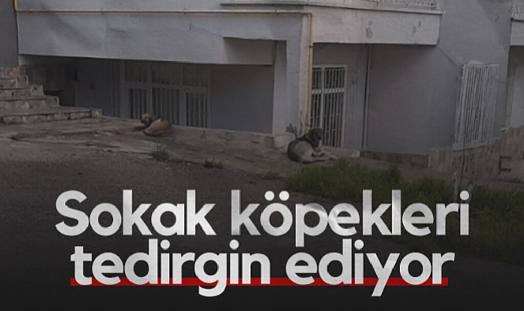 Samsun'da Sokak Köpekleri Mahalle Sakinlerini Tedirgin Ediyor