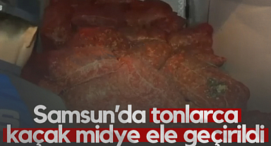 Samsun'da Tonlarca Kaçak Midye Ele Geçirildi!