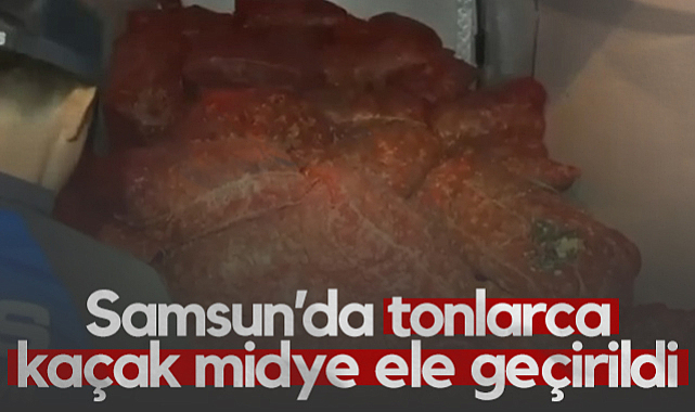 Samsun'da Tonlarca Kaçak Midye Ele Geçirildi!