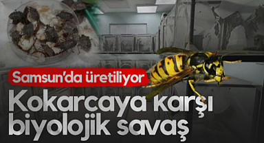 Samsun’da Üretiliyor: Kahverengi Kokarcaya Karşı Biyolojik Savaş