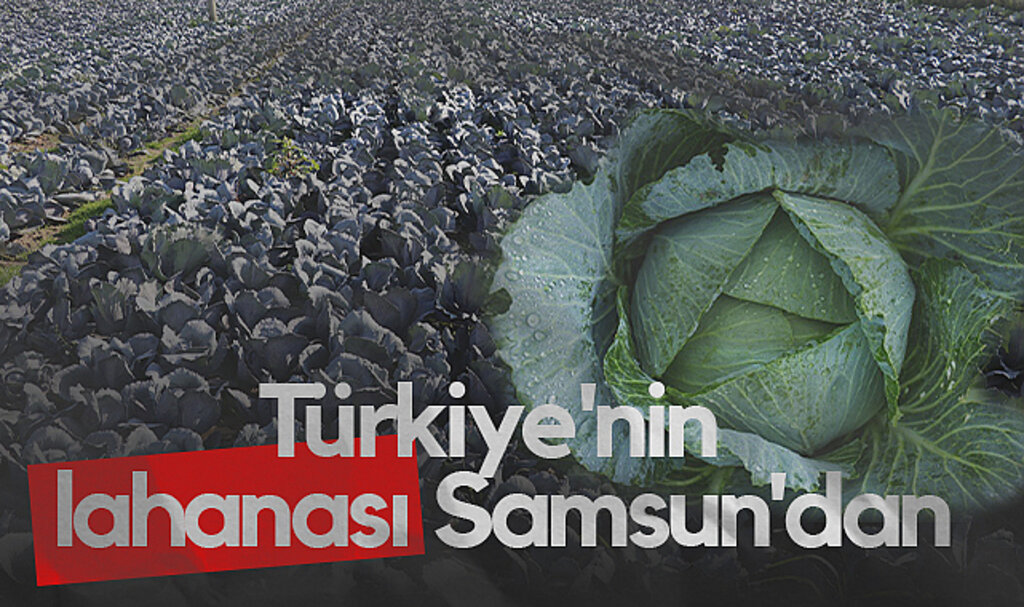 Türkiye’nin Lahana Üretim Üssü: Samsun