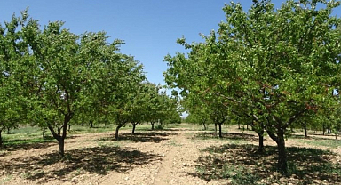 Zirai Donun Ardından Kayısı Ağaçları Yeşerdi