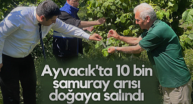 Ayvacık'ta 10 bin Samuray Arısı Doğaya Salındı