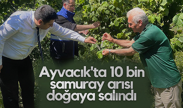 Ayvacık'ta 10 bin Samuray Arısı Doğaya Salındı
