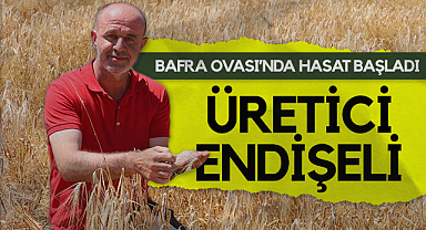 Bafra Ovası’nda Hasat Başladı, Üretici Endişeli