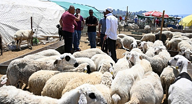Küçükbaş Kurbanlıkta Yüzde 40’lık Fiyat Gerilemesi
