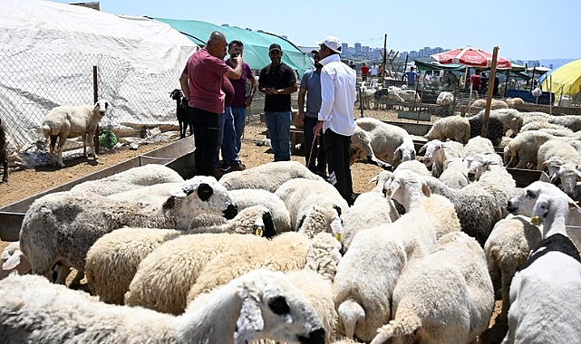 Küçükbaş Kurbanlıkta Yüzde 40'lık Fiyat Gerilemesi