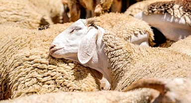 Kurban Bayramı’nda 3,3 Milyon Hayvan Kesildi