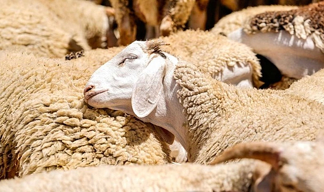 Kurban Bayramı'nda 3,3 Milyon Hayvan Kesildi