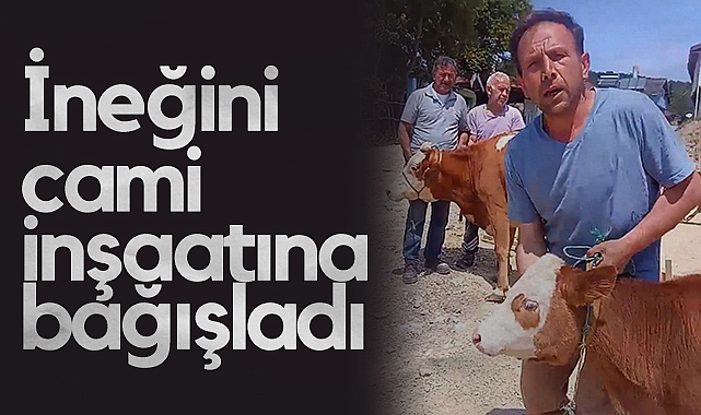 Ladik'te Cami İnşaatına İneğini Bağışladı 