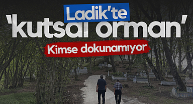 Ladik'te Kutsal Orman: Kimse Dokunamıyor