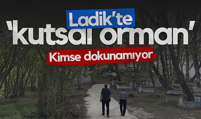 Ladik'te Kutsal Orman: Kimse Dokunamıyor