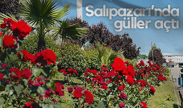 Salıpazarı'nda Güller Açtı: İlçe Rengarenk Oldu