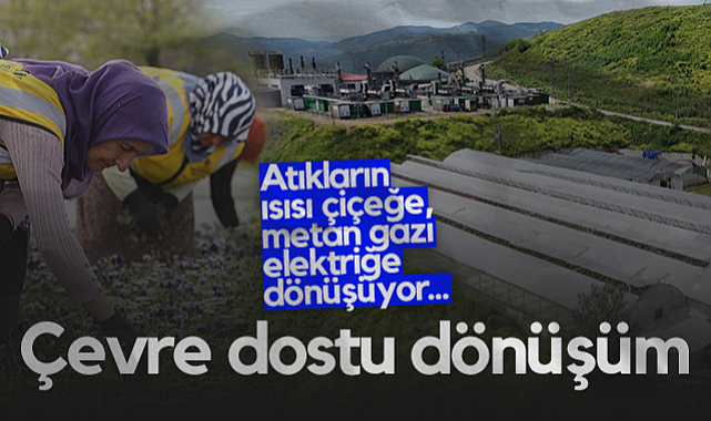 Samsun'da Çevre Dostu Dönüşüm: Atıkların Isısı Çiçeğe, Metan Gazı Elektriğe Dönüşüyor...